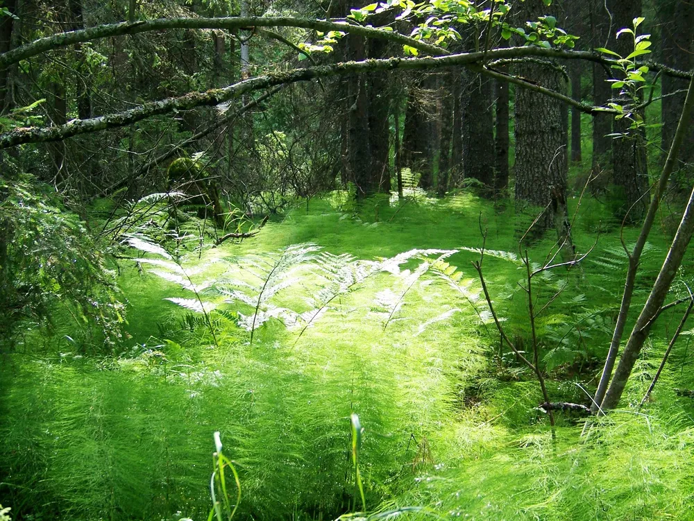 Skuleskogen National Park