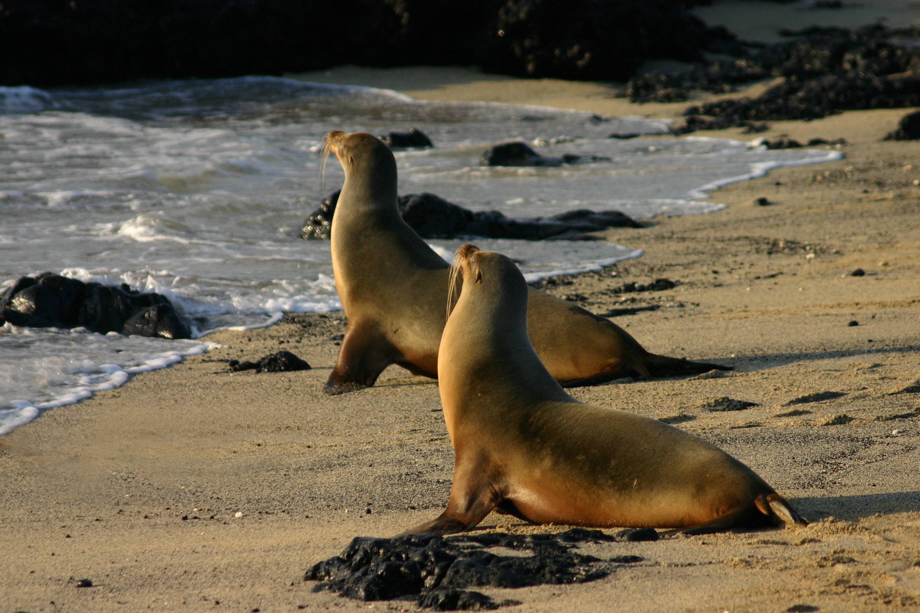 Isabela Island, Ecuador