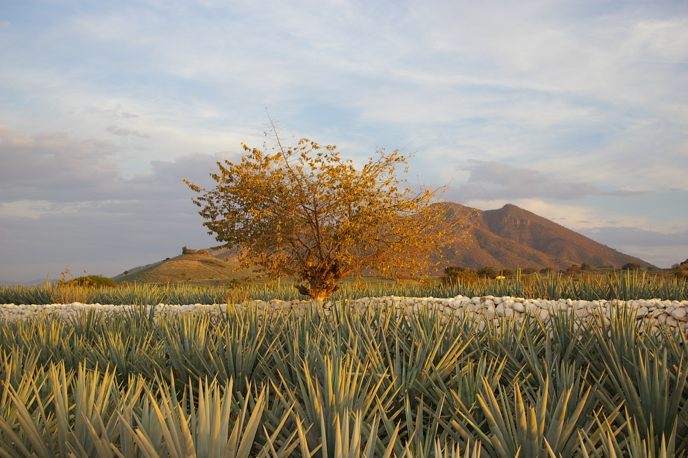 Agave Landscape and Ancient Industrial Facilities of Tequila