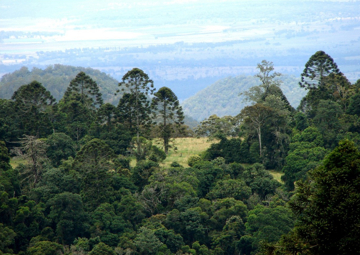 Bunya Mountains National Park