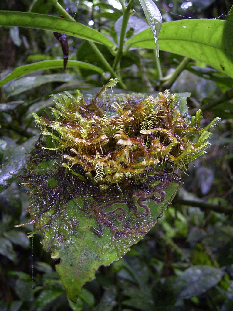 Altos de Campana National Park