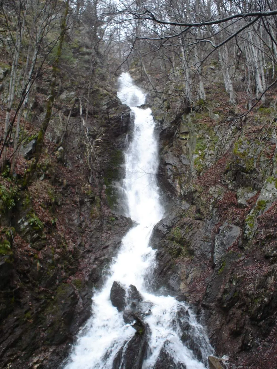 Jelovarnik