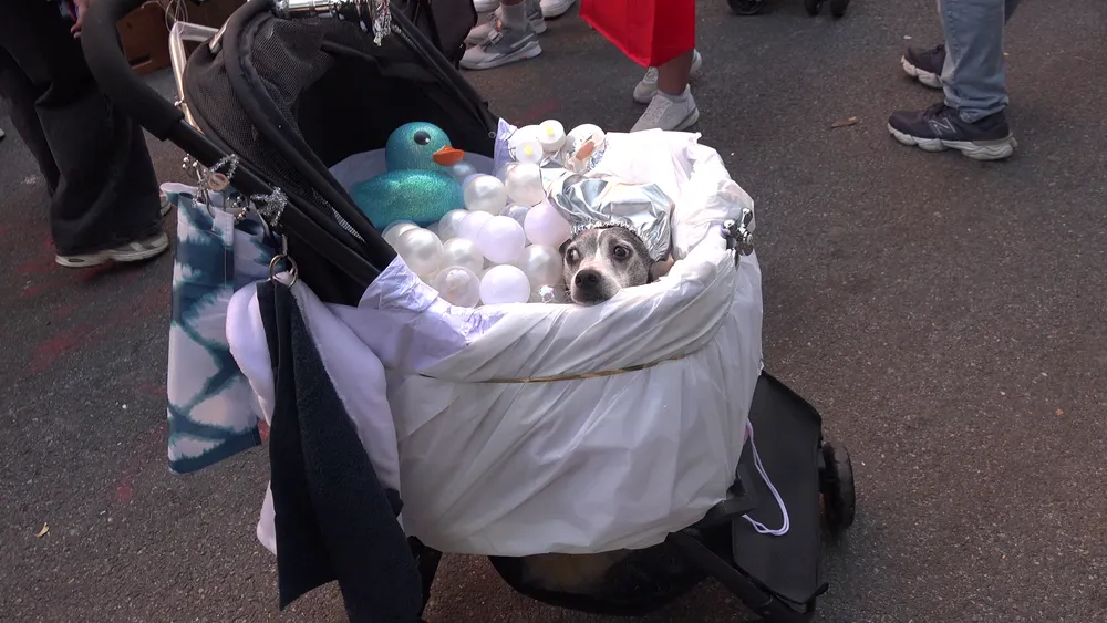 Crowds gather for 35th Tompkins Square Halloween Dog Parade amid car incident