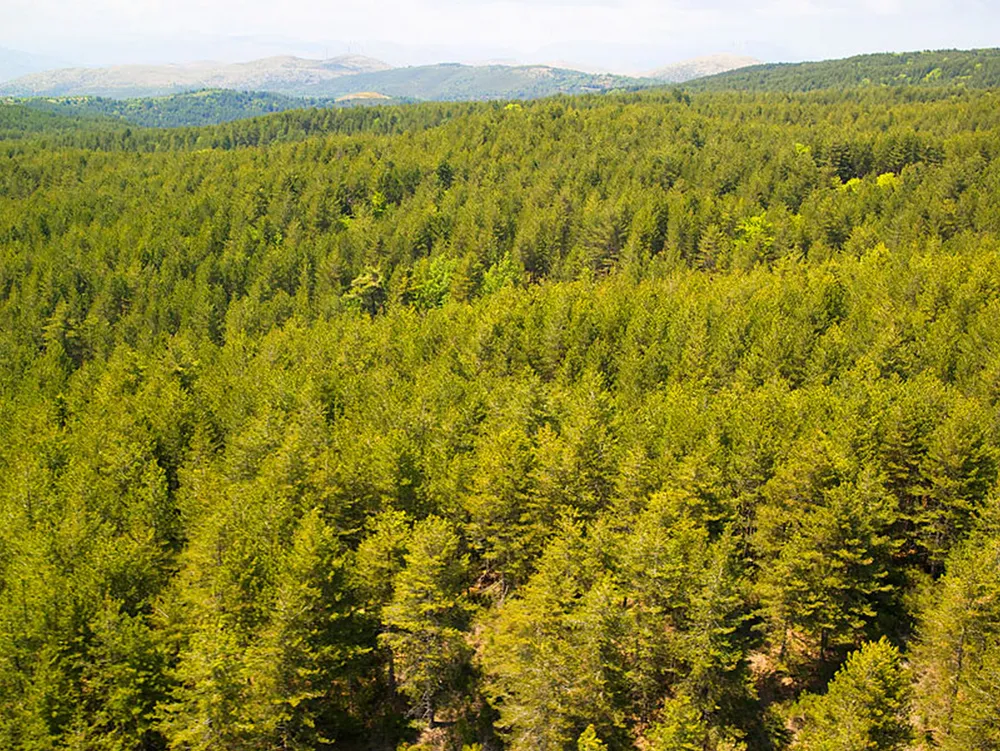 Skiritida forest