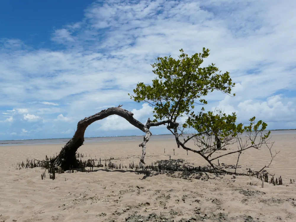 Boipeba Island