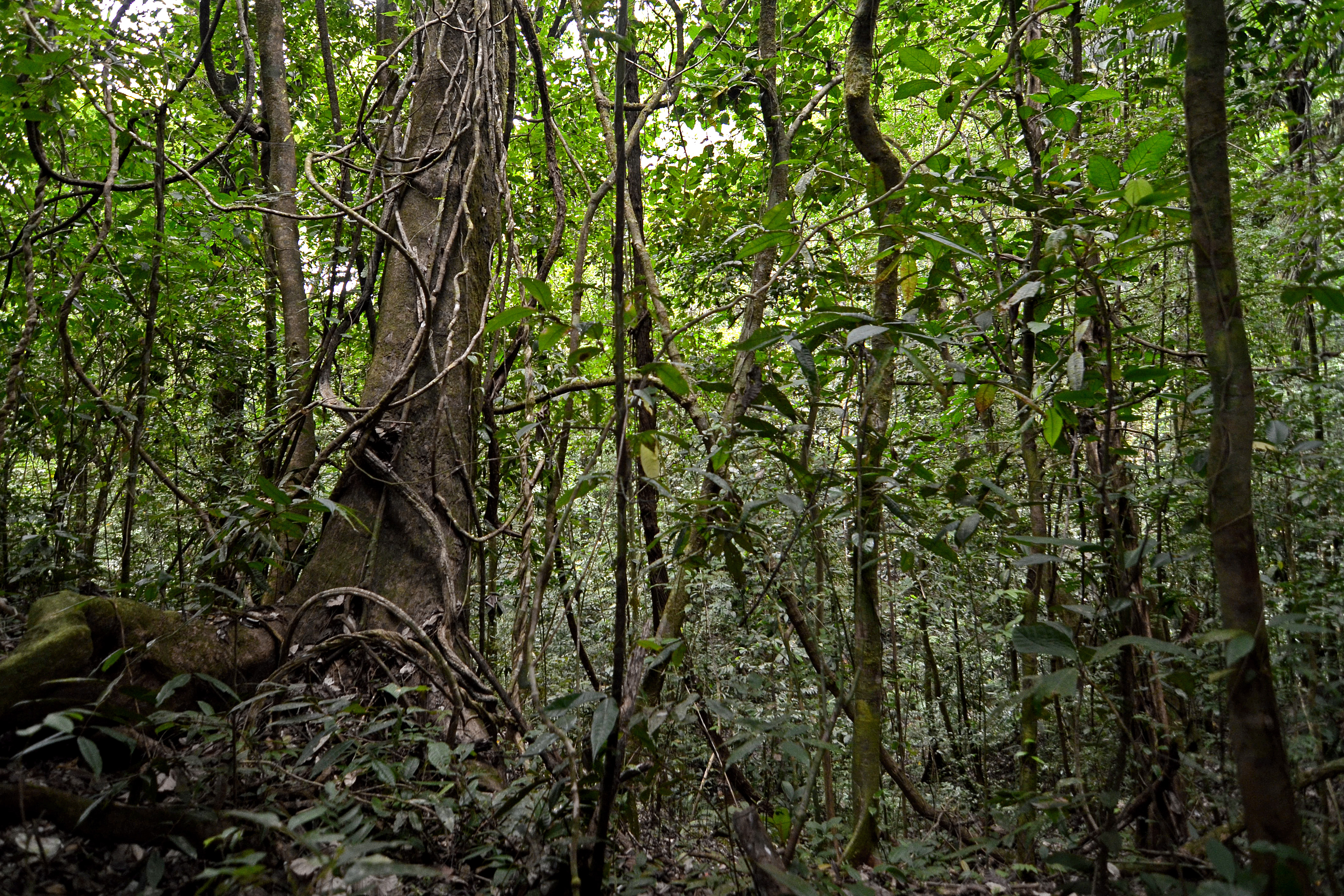 Soberanía National Park
