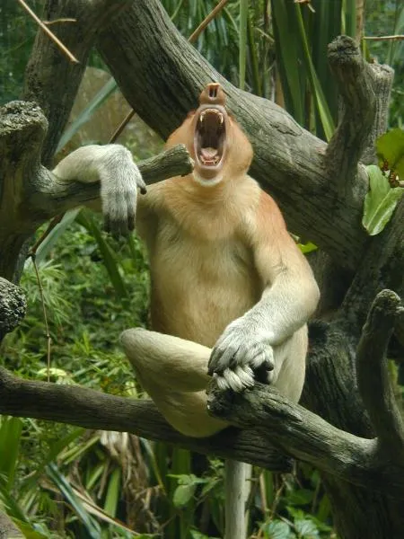 Bako National Park, Malaysia