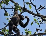 Mount Nimba Strict Nature Reserve, Ivory Coast