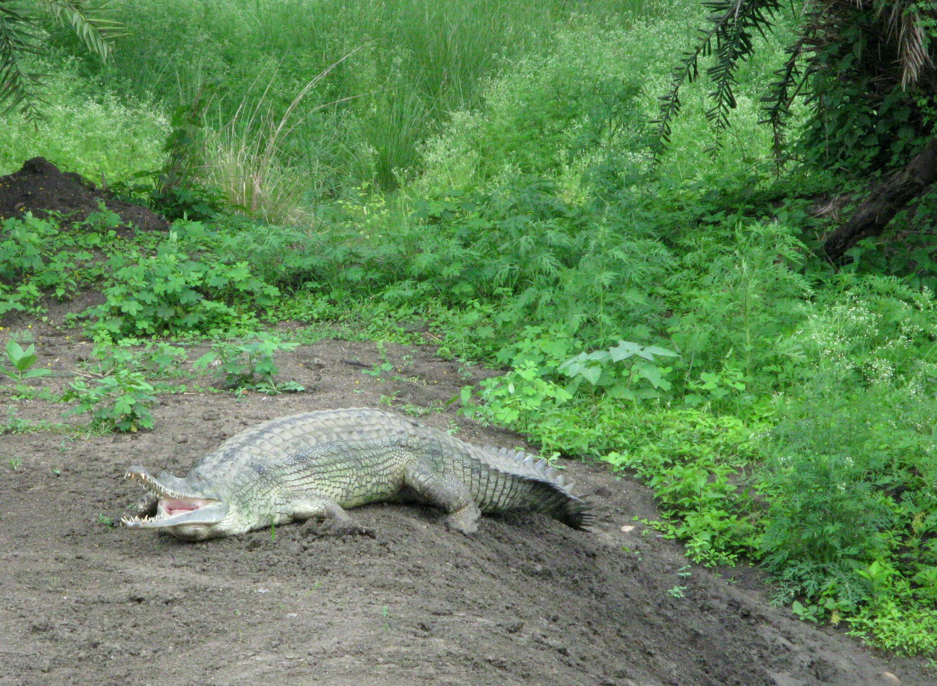 Van Vihar National Park