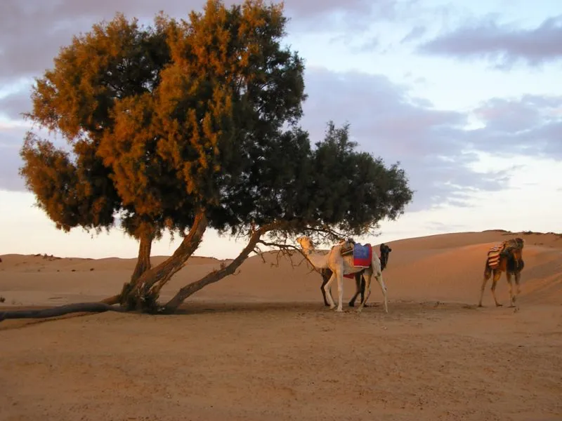 Ksar Ghilane, Tunisia