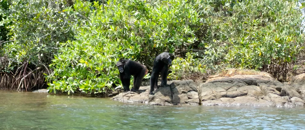 Monkey Island