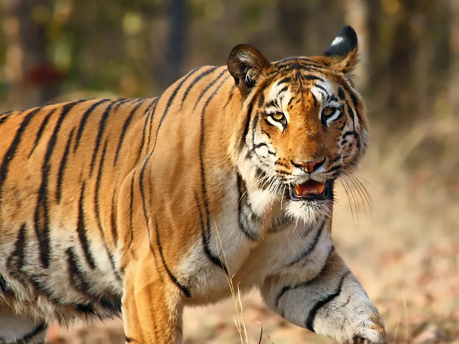 Nawegaon National Park