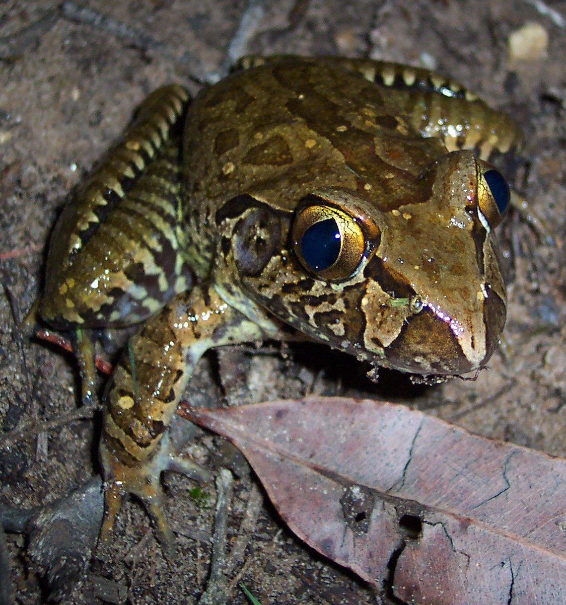 Conondale National Park