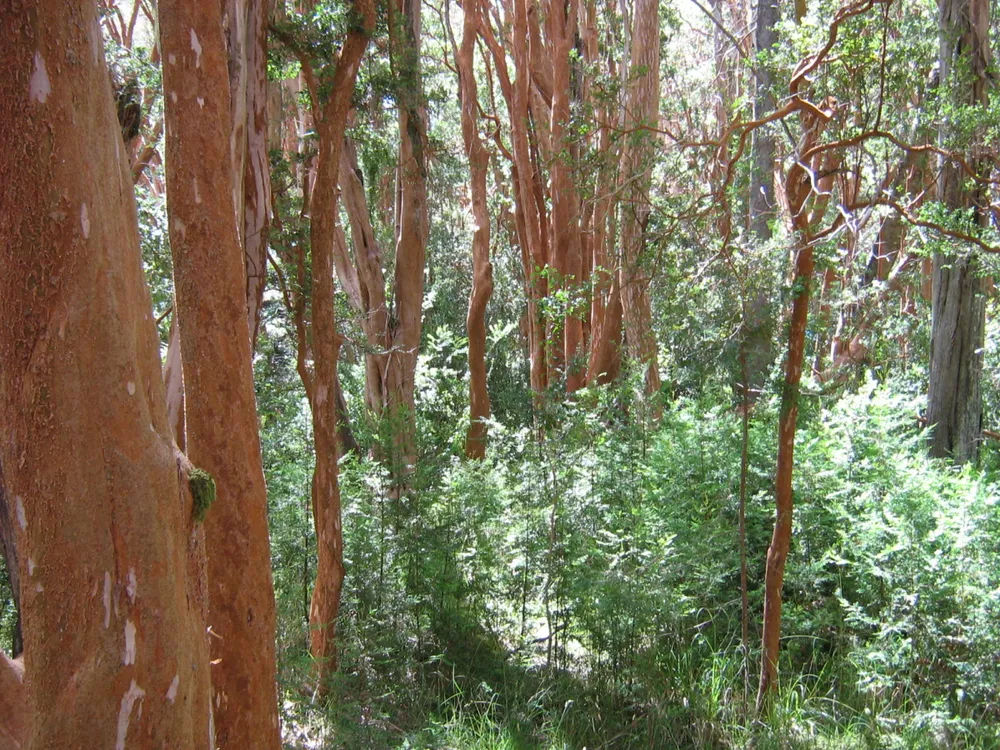 Los Arrayanes National Park