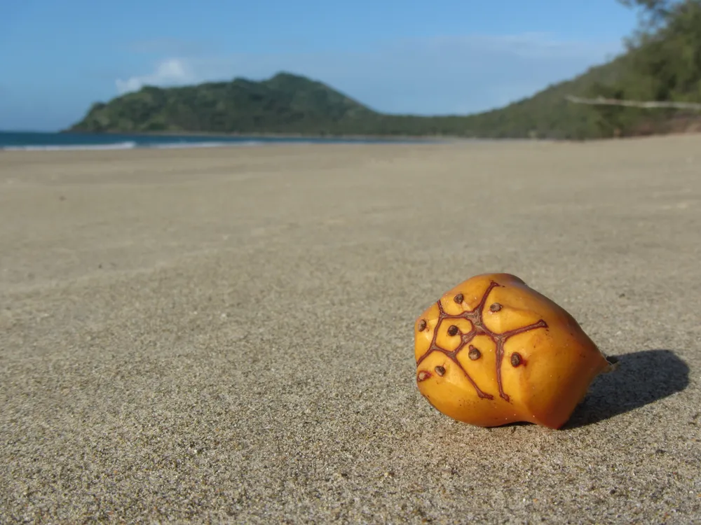 Curlew Island