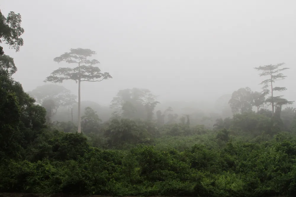 Taï National Park