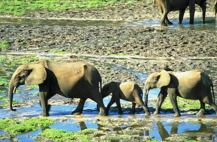 Dzanga-Sangha Special Reserve, Central African Republic