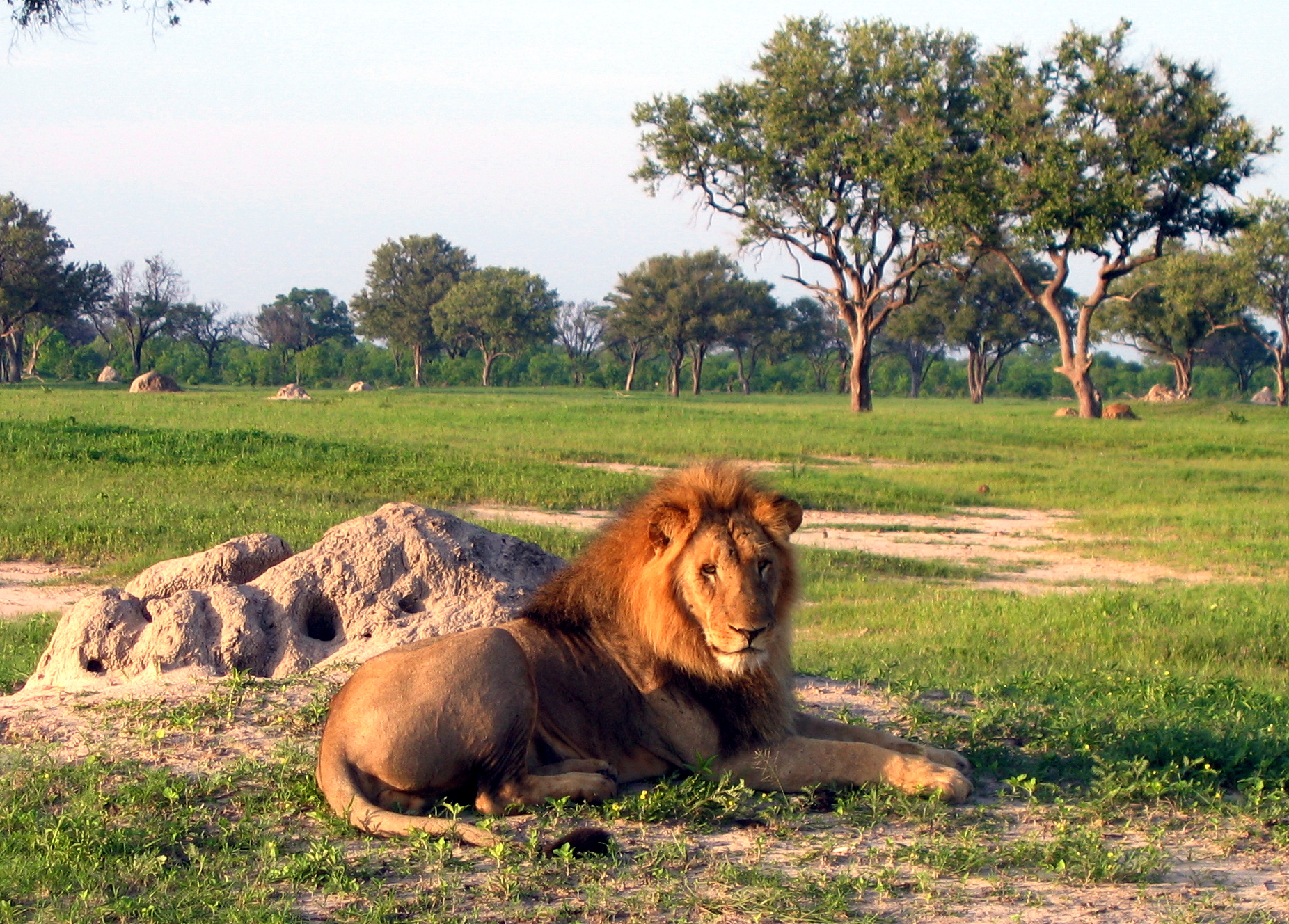 Hwange National Park, Zimbabwe