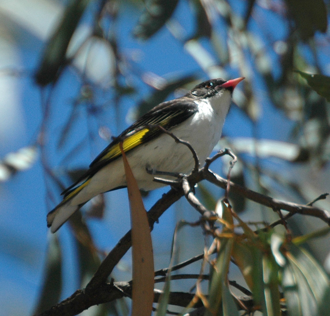 Culgoa Floodplain National Park