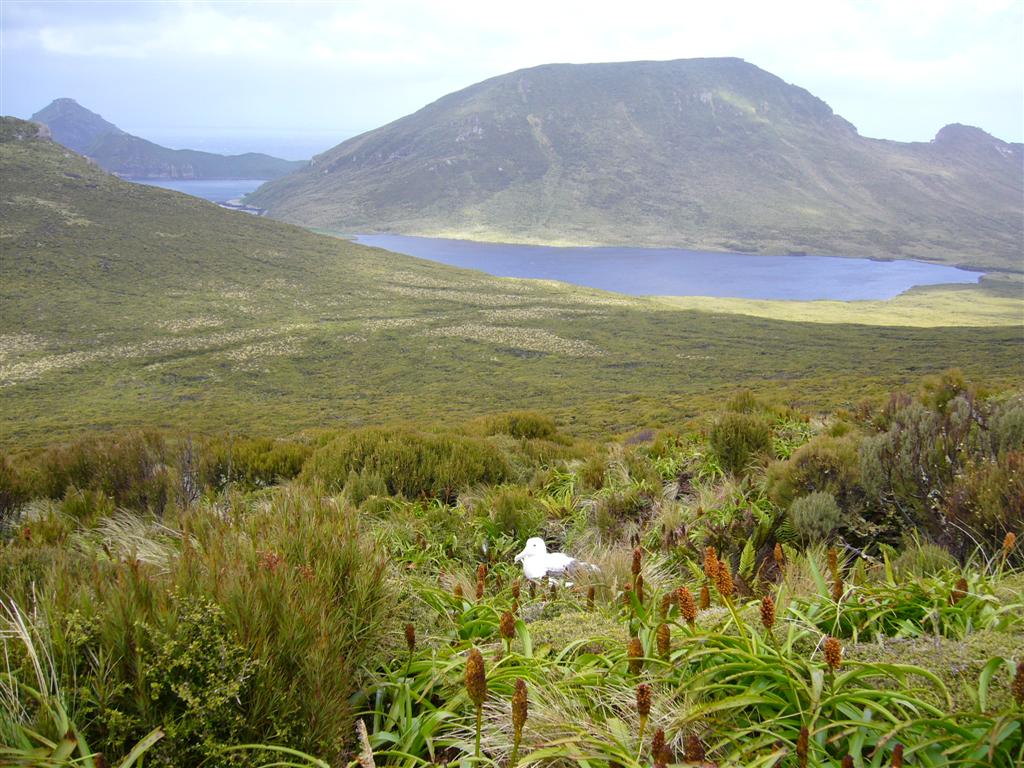 Campbell Island / Motu Ihupuku