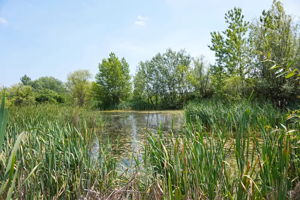 Lake Văcărești