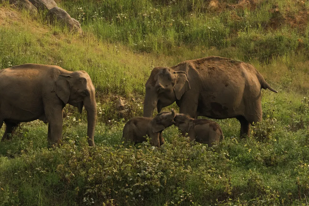Anaimalai Tiger Reserve