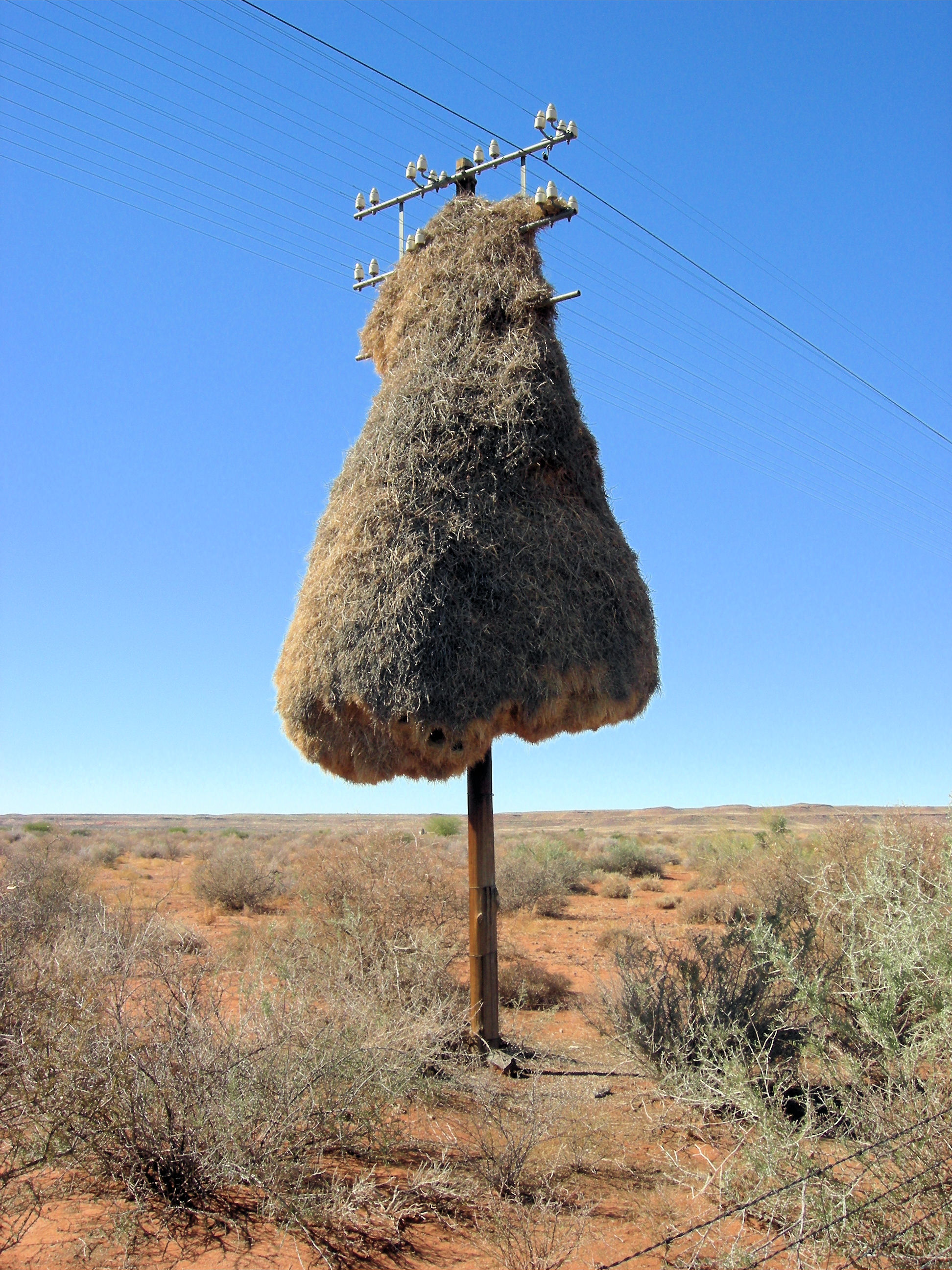 Kgalagadi Transfrontier Park, Botswana