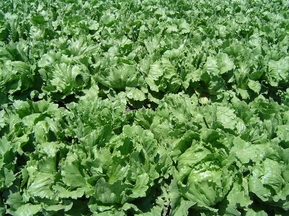 Taco Bell Voluntarily Removes Iceberg Lettuce Amid FDA Food Safety Investigation