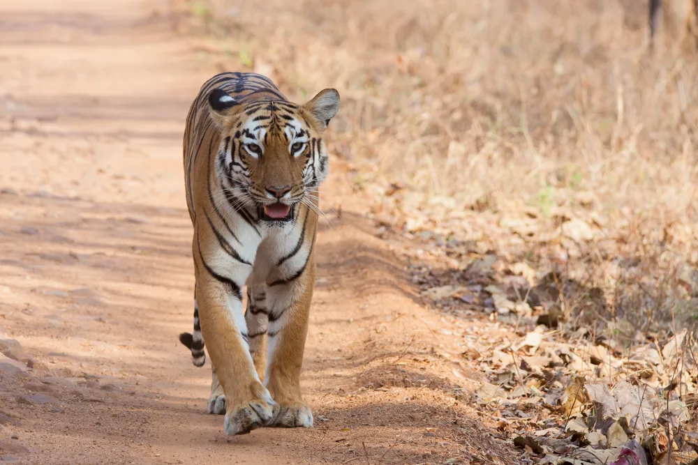 Tadoba-Andhari Tiger Reserve