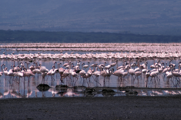 Kenya Lake System in the Great Rift Valley