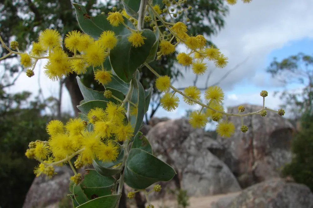 Crows Nest National Park