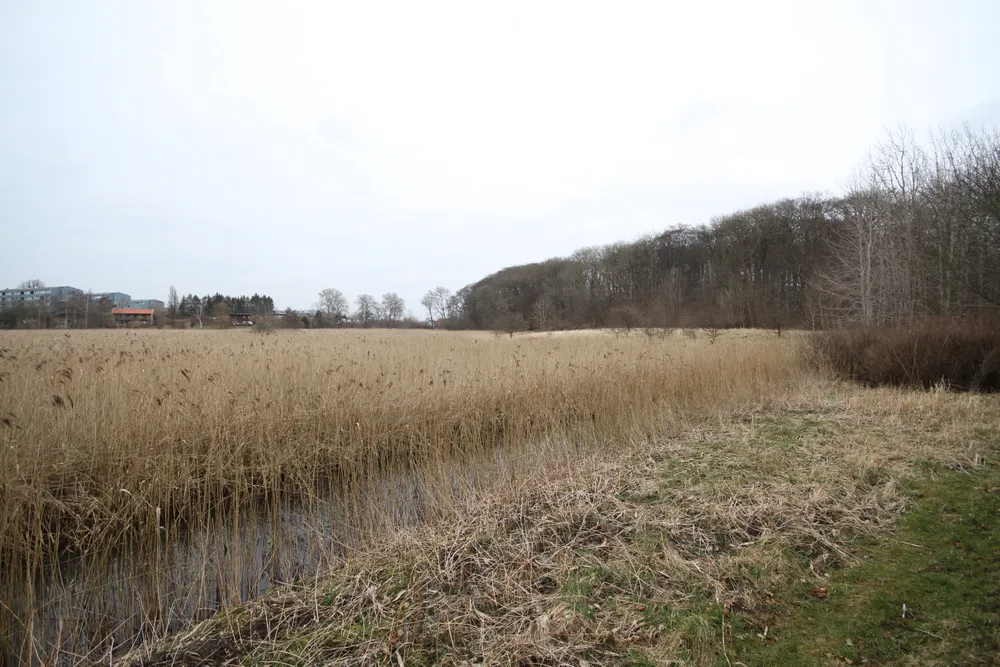 Naesbyhoved Lake