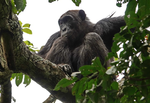 Kyambura Game Reserve