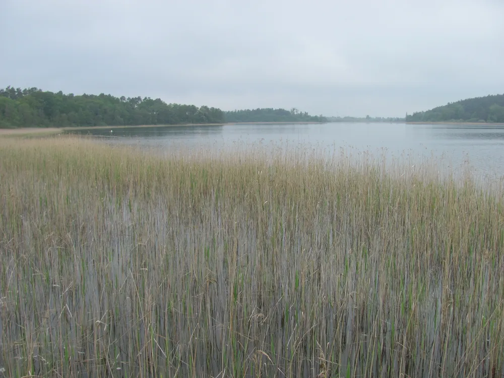 Feisnecksee