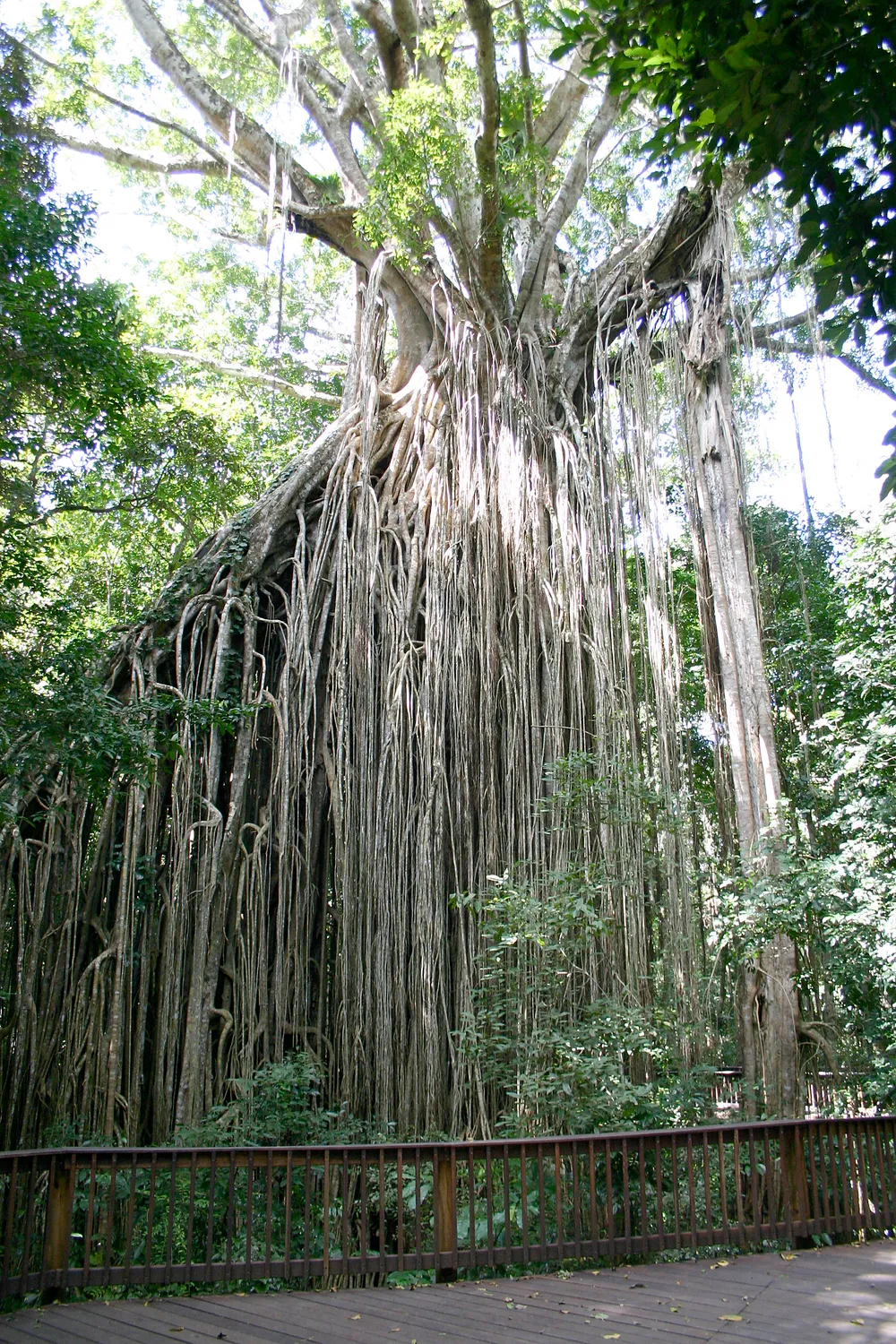 Curtain Fig National Park