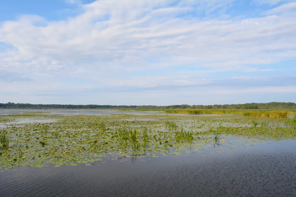 Drużno