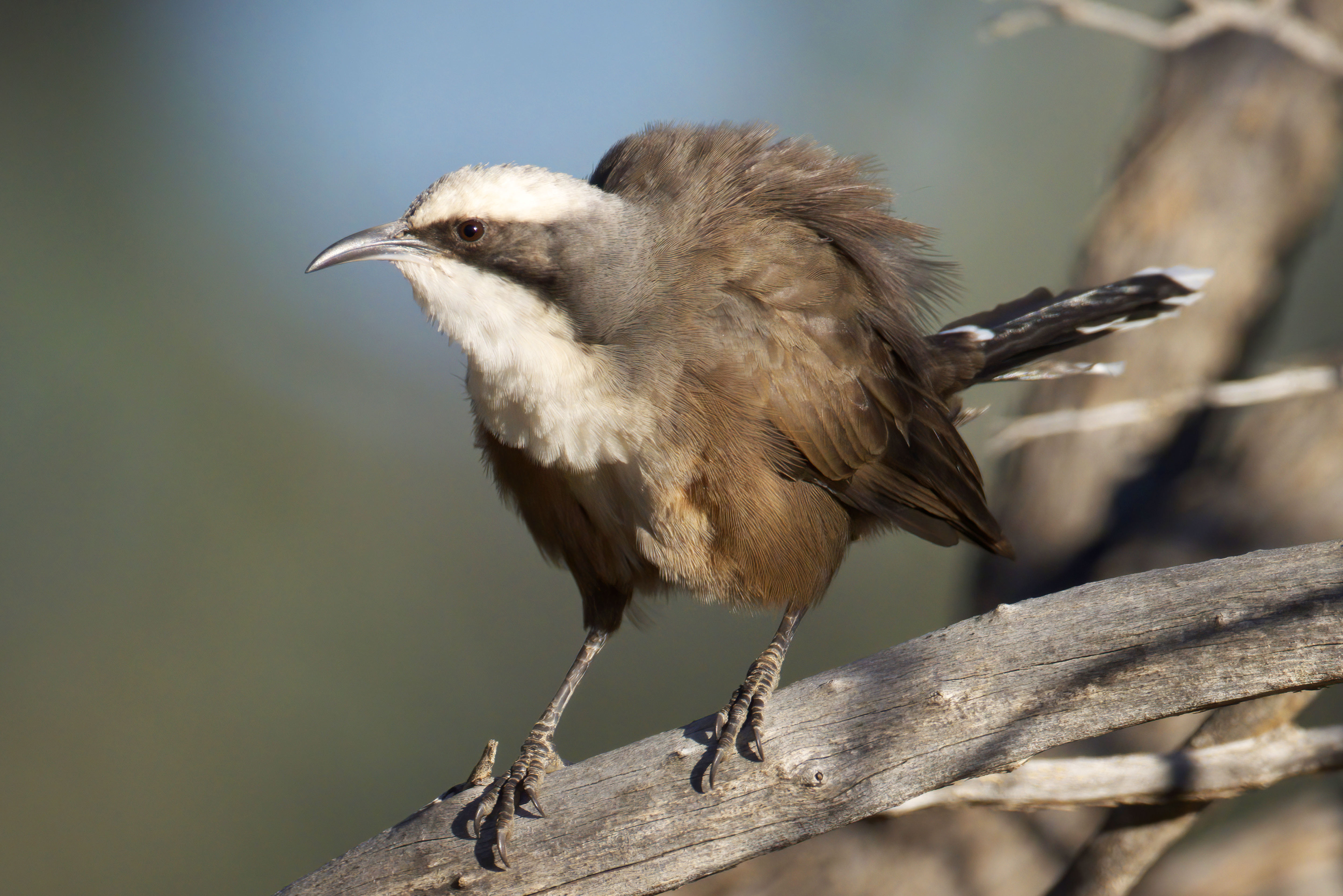 Gundabooka National Park