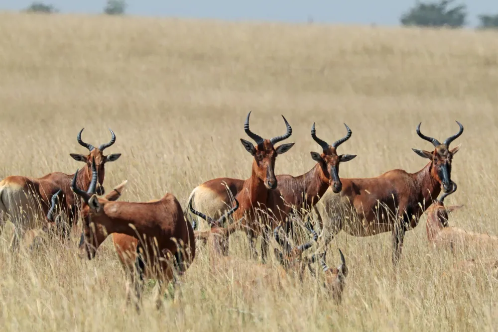 Senkelle Swayne's Hartebeest Sanctuary