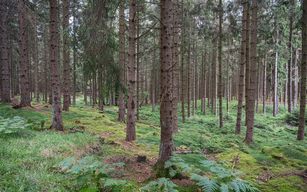 Almindingen, Denmark