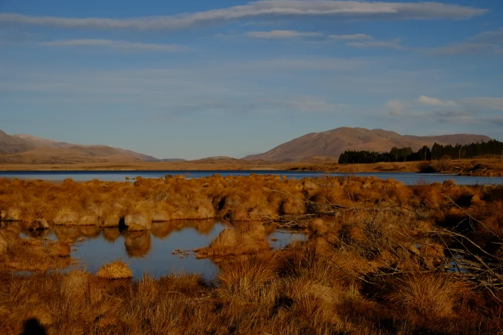 Lake Heron