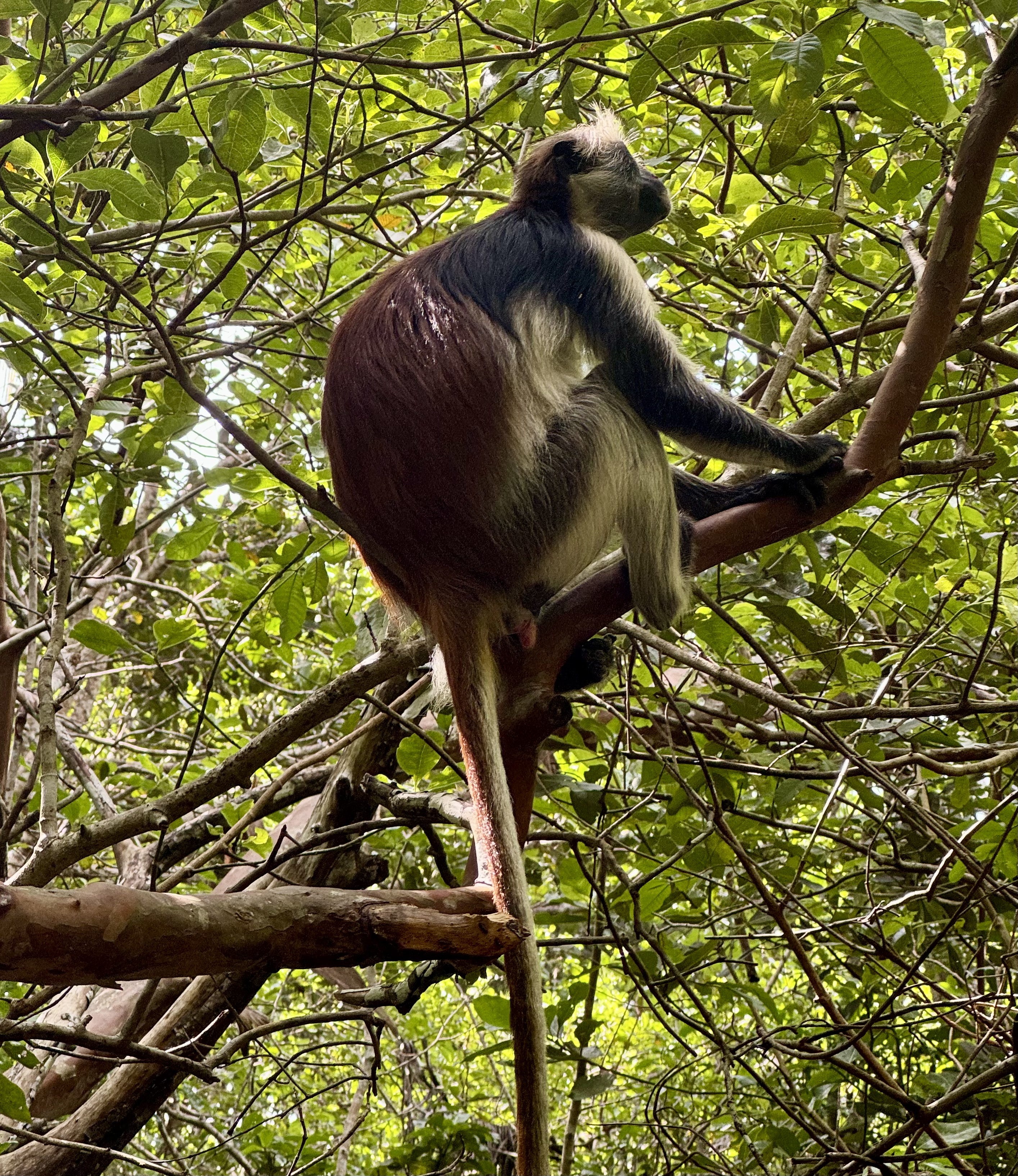 Jozani Chwaka Bay National Park