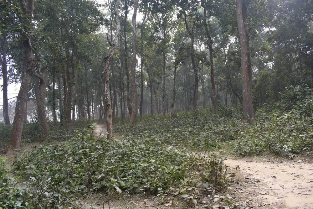 Singra National Park