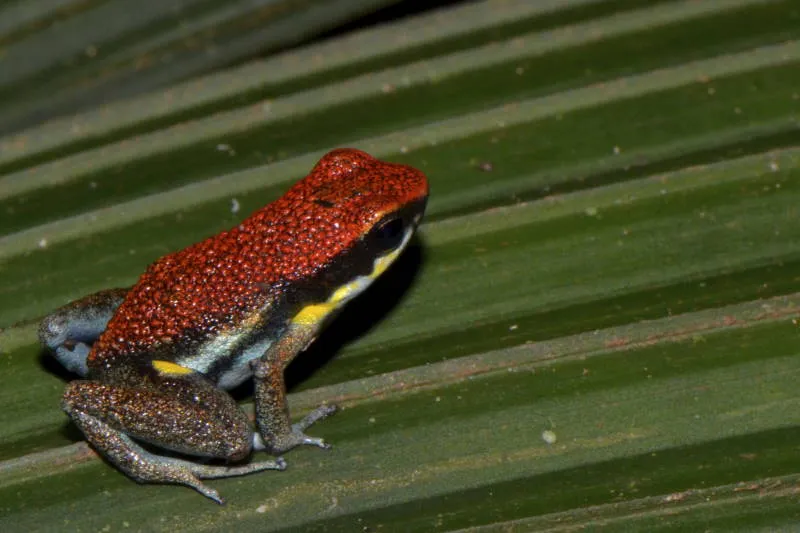 Cuyabeno Wildlife Reserve, Ecuador
