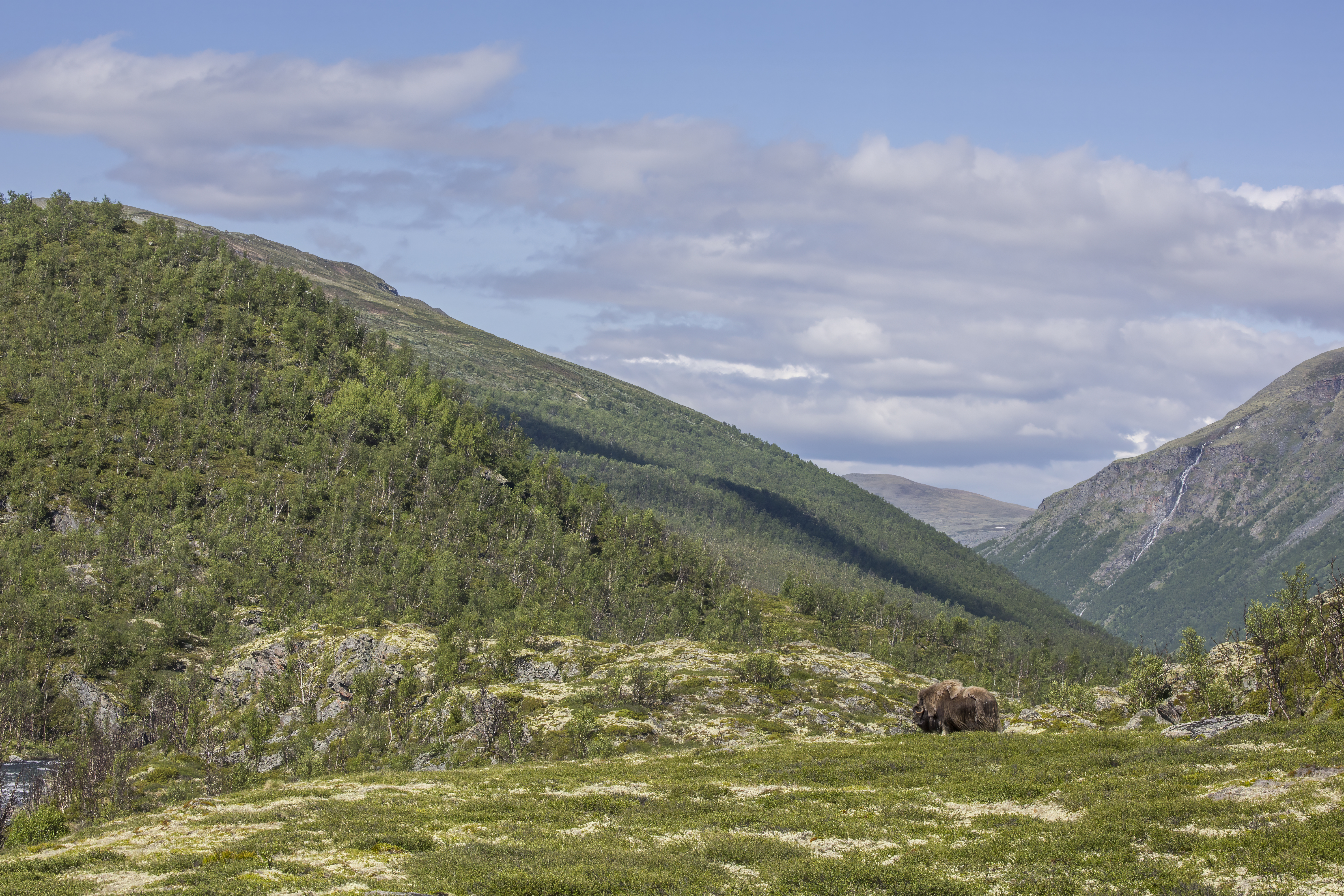 Dovrefjell–Sunndalsfjella National Park