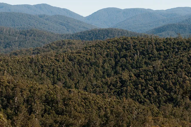Errinundra National Park