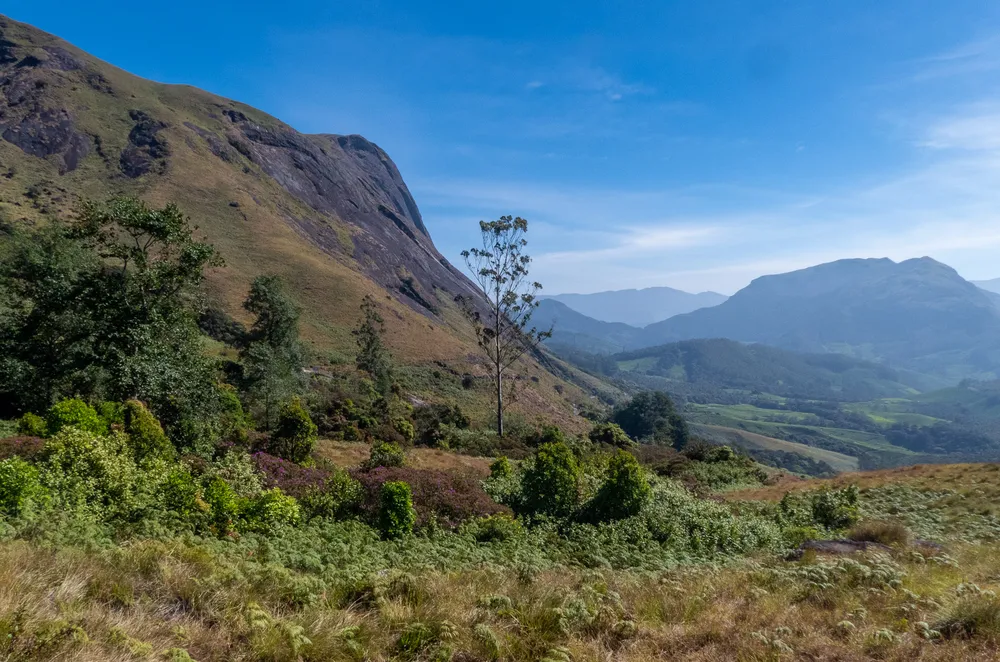 Eravikulam National Park