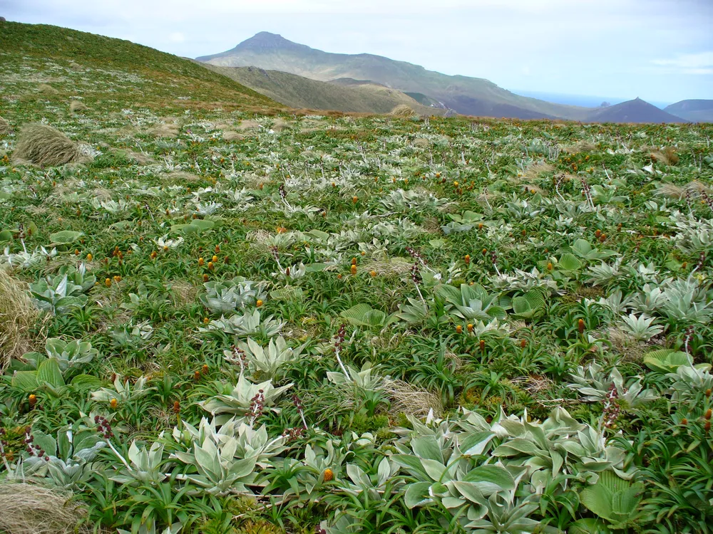 Mount Honey