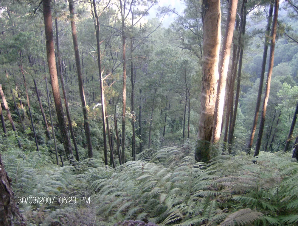 Cusuco National Park, Honduras