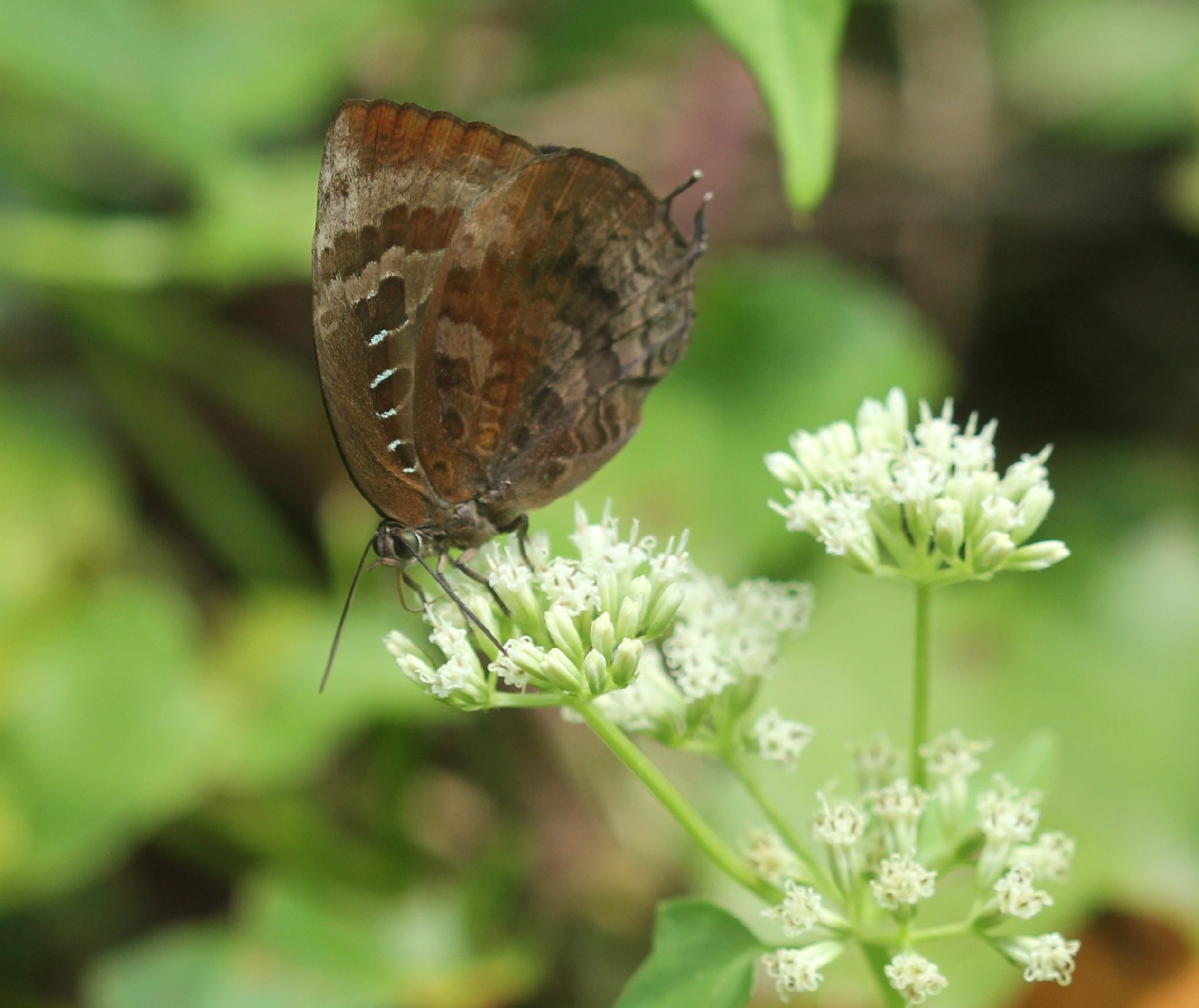 Mount Manipur National Park