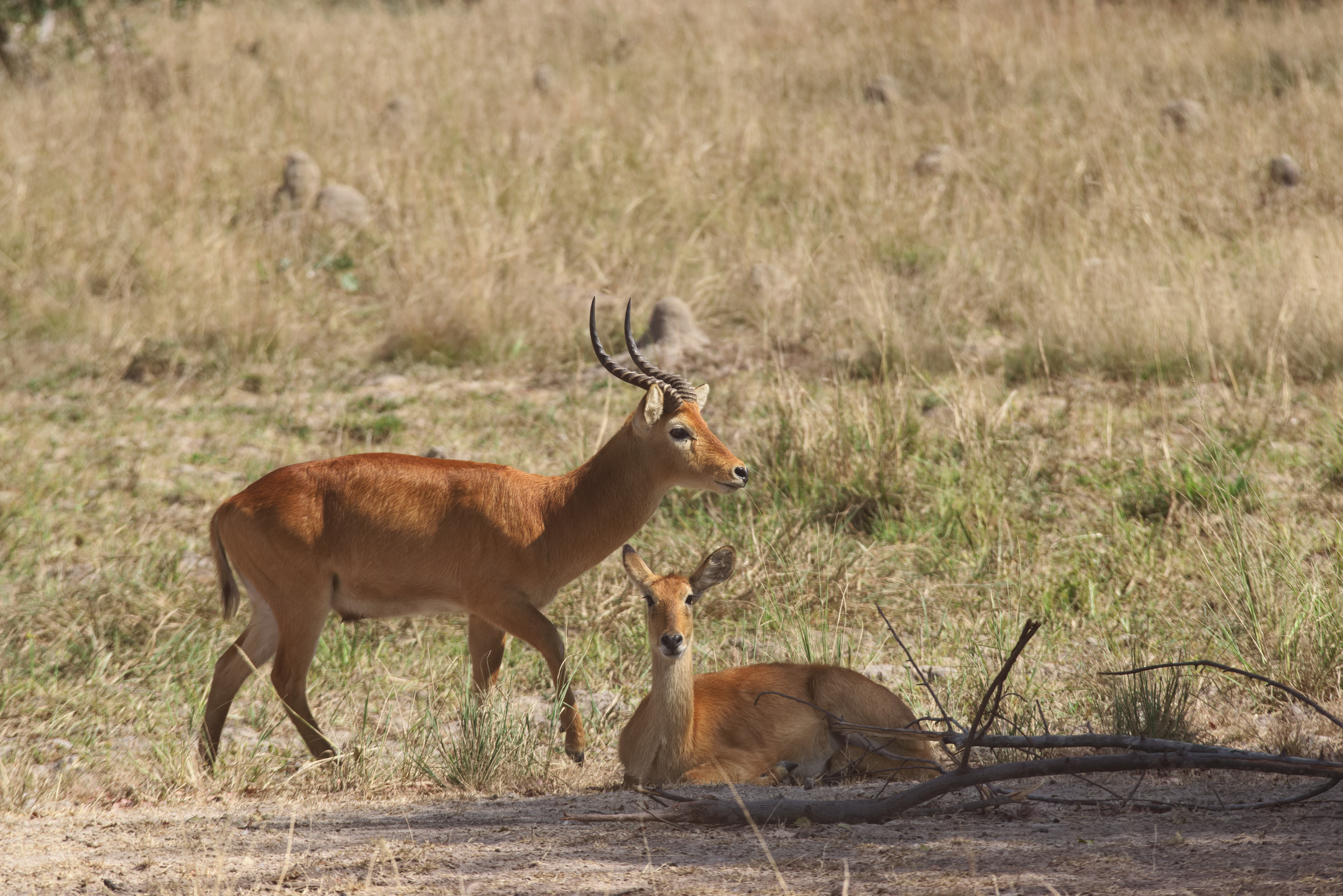 Kafue National Park, Zambia